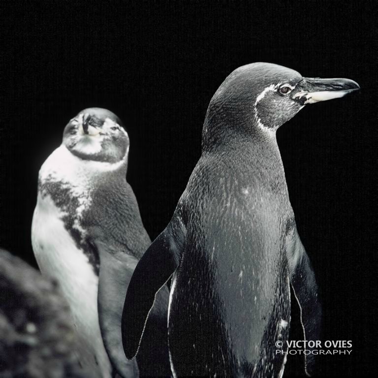 Pingüinos de Magallanes